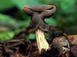 Attēlu rezultāti vaicājumam “Helvella lacunosa”