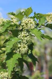 Attēlu rezultāti vaicājumam “Acer tataricum subsp. ginnala bud”