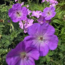 Image result for Geranium `Purple Haze`
