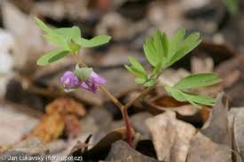 Attēlu rezultāti vaicājumam “Corydalis intermedia flower”