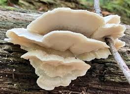 Attēlu rezultāti vaicājumam “Tyromyces chioneus”