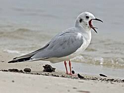 Image result for Chroicocephalus philadelphia