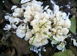 Attēlu rezultāti vaicājumam “Sebacina incrustans”