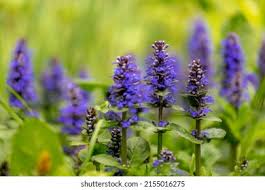 Attēlu rezultāti vaicājumam “Ajuga pyramidalis leaf”