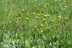 Attēlu rezultāti vaicājumam “Leontodon hispidus fruit”