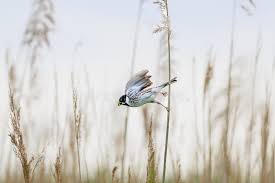 Attēlu rezultāti vaicājumam “Emberiza schoeniclus nest”