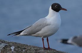 Attēlu rezultāti vaicājumam “Larus ridibundus adult”