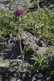 Attēlu rezultāti vaicājumam “Trifolium alpestre”