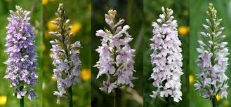 Attēlu rezultāti vaicājumam “Dactylorhiza fuchsii bud”