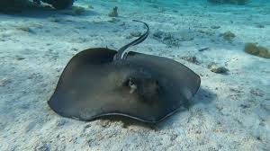 Image result for Dasyatis chrysonota