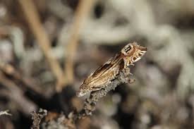 Attēlu rezultāti vaicājumam “Eucosma aspidiscana”