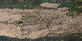 Attēlu rezultāti vaicājumam “Merismodes anomala”