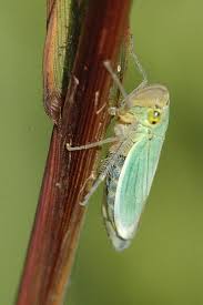 Attēlu rezultāti vaicājumam “Cicadella viridis”
