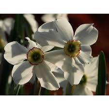 Attēlu rezultāti vaicājumam “Narcissus poeticus”