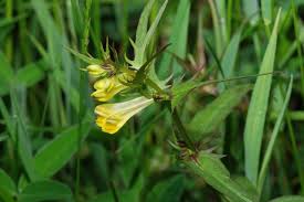 Attēlu rezultāti vaicājumam “Melampyrum pratense leaf”