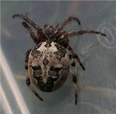 Attēlu rezultāti vaicājumam “Larinioides cornutus”