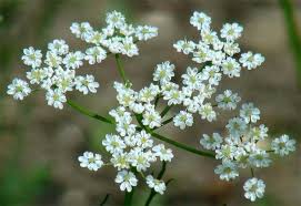 Attēlu rezultāti vaicājumam “Carum carvi flower”