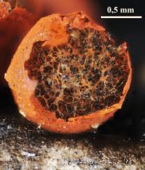 Attēlu rezultāti vaicājumam “Badhamia nitens”