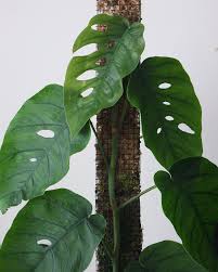 Attēlu rezultāti vaicājumam “Melandrya dubia”