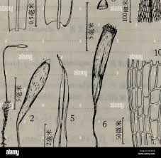 Attēlu rezultāti vaicājumam “Pohlia elongata”