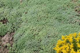 Attēlu rezultāti vaicājumam “Sedum hispanicum”