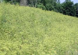 Attēlu rezultāti vaicājumam “Pastinaca sativa subsp. sylvestris”