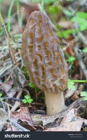 Attēlu rezultāti vaicājumam “Morchella sp.”