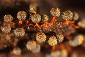 Attēlu rezultāti vaicājumam “Physarum bitectum sessile”