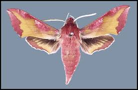 Attēlu rezultāti vaicājumam “Deilephila porcellus”