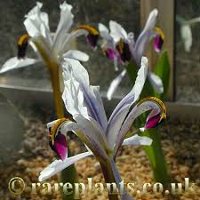 Attēlu rezultāti vaicājumam “Iris rosenbachiana flower”