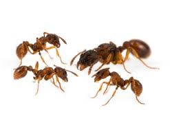 Attēlu rezultāti vaicājumam “Myrmica rubra”