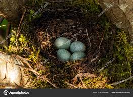 Attēlu rezultāti vaicājumam “Turdus merula eggs”