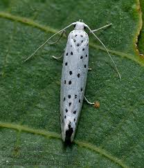 Attēlu rezultāti vaicājumam “Yponomeuta malinellus / cagnagella”