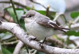 Image result for Ficedula albicollis