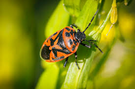 Attēlu rezultāti vaicājumam “Eurydema dominulus”