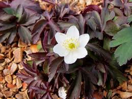 Attēlu rezultāti vaicājumam “Anemone nemorosa leaf”