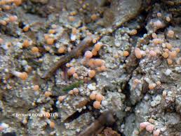 Attēlu rezultāti vaicājumam “Dibaeis baeomyces”