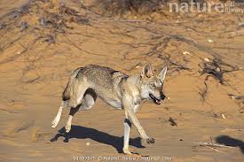 Image result for canis lupus arabs
