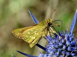 Attēlu rezultāti vaicājumam “Hesperia comma underside”