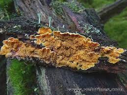 Attēlu rezultāti vaicājumam “Pseudomerulius aureus”