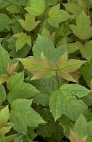 Attēlu rezultāti vaicājumam “Viburnum opulus leaf”