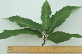 Attēlu rezultāti vaicājumam “Castanea sativa  leaf”