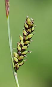Attēlu rezultāti vaicājumam “Carex panicea flower”