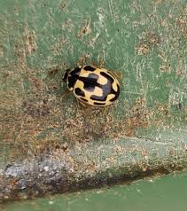 Attēlu rezultāti vaicājumam “Coccinella hieroglyphica”