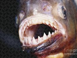 Image result for Prestatyn Piranhas