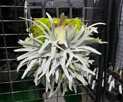 Attēlu rezultāti vaicājumam “Ptilidium pulcherrimum sporophyte”