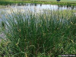 Attēlu rezultāti vaicājumam “Schoenoplectus lacustris subsp. glaucus fruit”