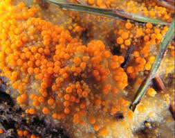 Attēlu rezultāti vaicājumam “Byssonectria fusispora”