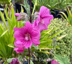 Image result for Lavatera thuringiaca