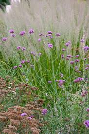 Attēlu rezultāti vaicājumam “Calamagrostis purpurea flower”
